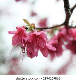 Flores de cerezo de color rosa caliente o Sakura en Taiwán después del vector de la foto de la lluvia