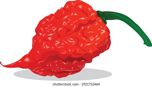 Hot red fresh carolina reaper chilli the hottest chilli in the world