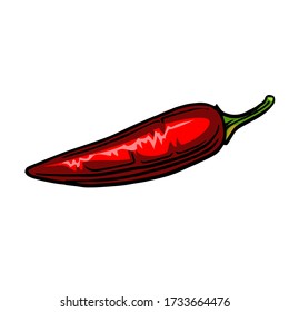 Hot red pepper.
Vector is isolated on a white background. Hand drawing. Garden vegetable.