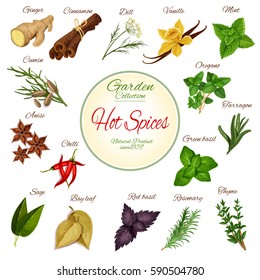 Hot spice and condiment poster with chilli pepper, ginger, cinnamon, basil, anise and mint, rosemary, vanilla, cumin, thyme and oregano, dill, bay leaf and sage, tarragon. Herbs for spice shop design.