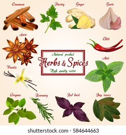 Hot Spices and herb condiments of vector parsley, ginger, cinnamon, vanilla, mint, anise, oregano, chilli pepper, bay leaf, red basil, rosemary, garlic