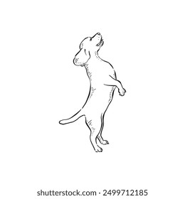 A hound beagle dog on its hind legs facing left. Hand drawn in black and vectorised for a variety of uses.