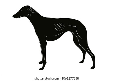 Hound breeds dog. Vector image isolated on white background.