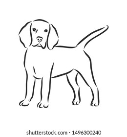 Hound dog beagle, contour vector illustration 