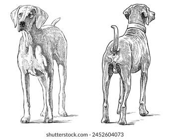 Hound dog pet purebred hunting dog vector hand drawn illustration realistic black and white isolated on white