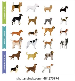 Hound, terrier and sporting dogs