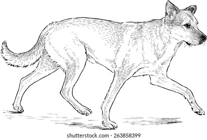 hound walks