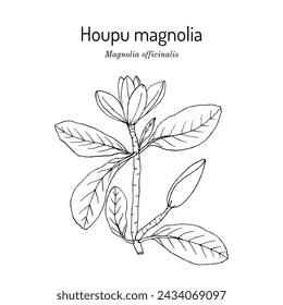 Houpu magnolia (Magnolia officinalis), medicinal plant. Hand drawn botanical vector illustration