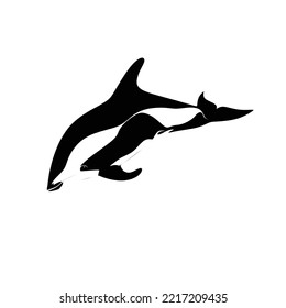 The hourglass dolphin, Lagenorhynchus cruciger is a small dolphin species that inhabits offshore Antarctic and sub-Antarctic waters