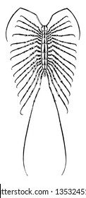 House Centipede is a yellow and gray centipede with thirty legs vintage line drawing or engraving illustration.