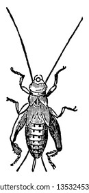 House Cricket Pupa originally from the Middle East and North Africa the insect is found vintage line drawing or engraving illustration.