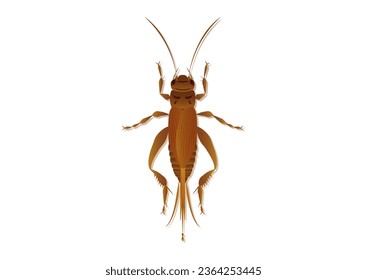 House Cricket Vector Art Isolated on White Background