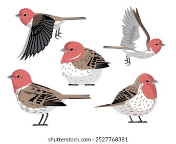 House Finch Bird Winter Red Various Poses Cartoon Vector Character