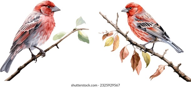 Clipart de finch de la casa, ilustración vectorial aislada.