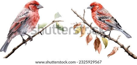 House finch clipart, isolated vector illustration.