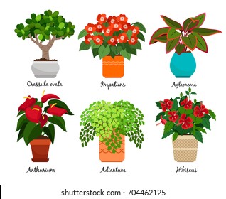 House flowers and vector indoor flowerpots isolated on white background. Crassula ovata and impatiens, aglaonema and anthurium, adiantum and hibiscus