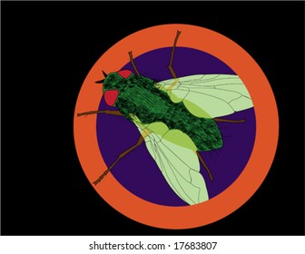 House Fly