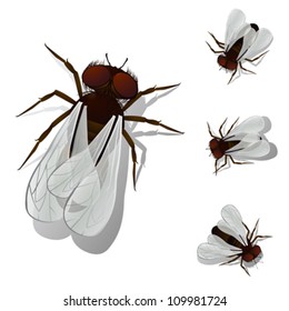House fly collection, isolated and grouped objects over white. Transparency effect used.