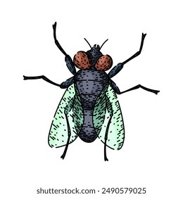 house fly hand drawn. vintage isolated, black nature, collection set house fly vector sketch. isolated color illustration
