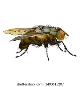 House fly insect vector illustration isolated on white