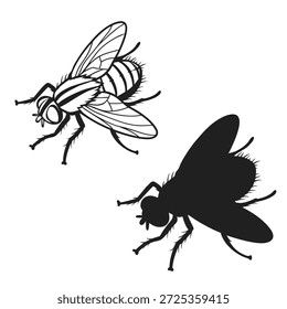 Conjunto de Ilustración vectorial de mosca de la casa con contorno y silueta sólida, dibujo detallado de insectos para la naturaleza, la biología y los gráficos de control de plagas.