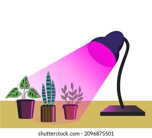 House gardening plants under purple light of phyto lamp isolated on white background. Vector illustration in simple cartoon style. 
