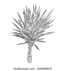 House indoor plant. Hand drawn cactuse leaf bush in sketchy doodle style. Vector.