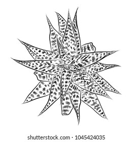 House indoor plant. Hand drawn cactuse leaf bush in sketchy doodle style. Vector.