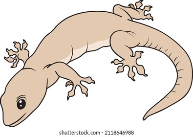 House lizard  line vector illustration isolated on white background