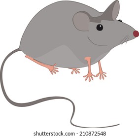 house mouse