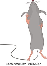 house mouse
