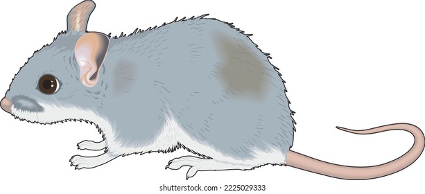 House Mouse Looking Vector Illustration