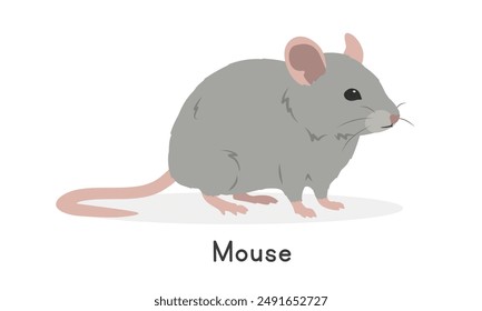 House mouse vector illustration, cartoon clipart character, animal in flat style. Wild animals, wild creatures, wildlife concept. Mouse vector design isolated on white background