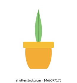 house plant in ceramic pot