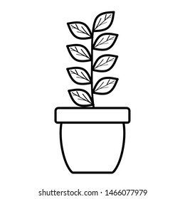 house plant in ceramic pot