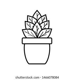 house plant in ceramic pot