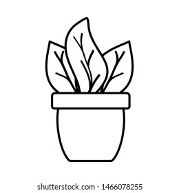 house plant in ceramic pot