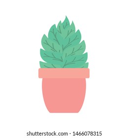 house plant in ceramic pot