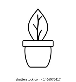 house plant in ceramic pot