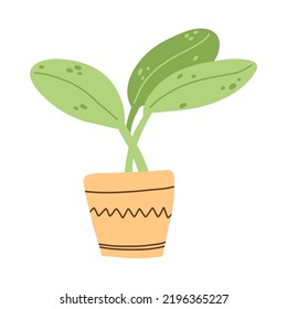 House plant in ceramic pot in hand drawn cartoon flat style. Vector illustration of indoor herb.