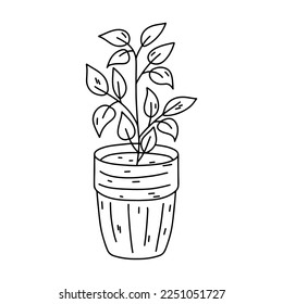 House plant in ceramic pot in hand drawn doodle style. Decorative potted house plant sketch illustration for print, web, mobile and infographics isolated on white background.