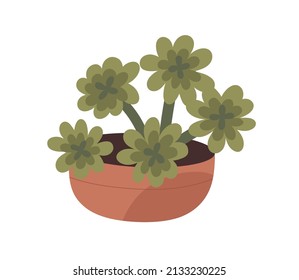 Planta de casa en una olla de arcilla. Suculenta y verde casa y decoración de oficina. Hogares cultivando en maceta de flores. Decoración moderna de las habitaciones. Ilustración vectorial plana aislada en fondo blanco