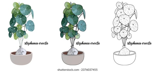 House plant coloring book vector art hand drawn illustration