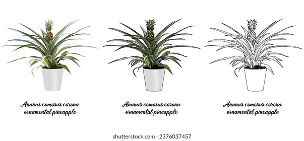 House plant coloring book vector art hand drawn illustration