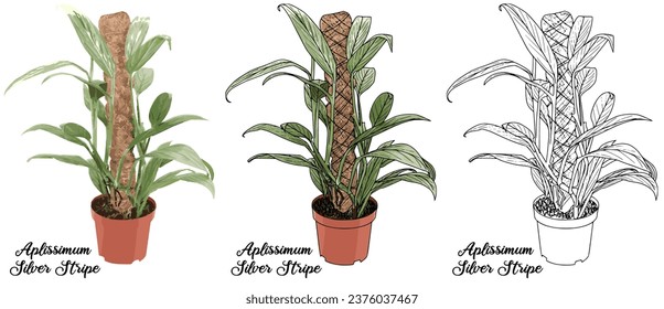 House plant coloring book vector art hand drawn illustration