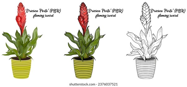 Libro de coloración de plantas de la casa ilustraciones de arte vectorial dibujadas a mano