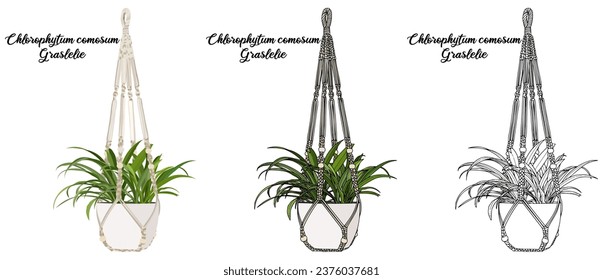 House plant coloring book vector art hand drawn illustration