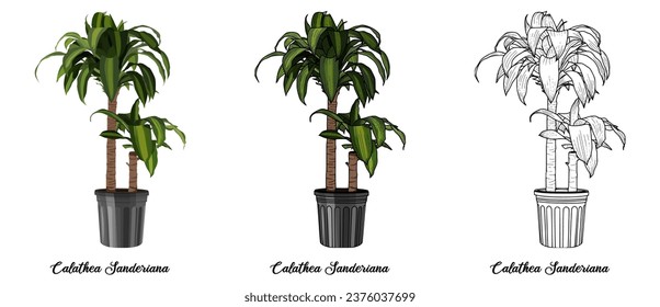House plant coloring book vector art hand drawn illustration