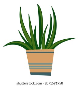 House plant design. Vector illustration.