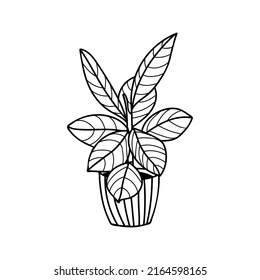 House plant doodle illustration in vector. House plant hand drawn illustration. Pot plant doodle illustration